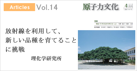 放射線を利用して、新しい品種を育てることに挑戦