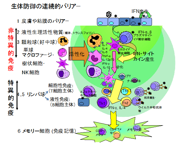 ストーム 人 やすい サイトカイン なり